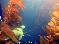 Nice day at Catalina Island, California freedive spearfis... by Mr. Pohlit 